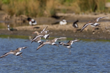 Black-tailed godwit Wader Lake WWT.JPG